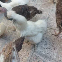 فروش اوردک مرغ وخروس ابریشمی