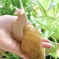 حلزون تخم گزار آفریقایی اصل آچاتینا و آلبینو