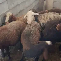 ده عدد میش