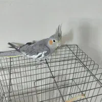 عروس هلندی ماده