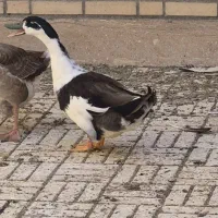 اردک نر بسیار درشت 1عدد