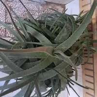 آرایشی و بهداشتی