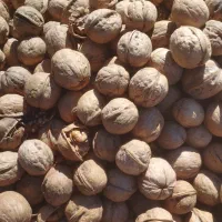 گردو کاغذی درجه یک