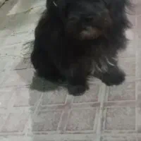 پاپی مشگی 6ماهه