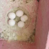مرغ عشق با تخم