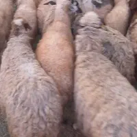 میش پیر