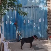 یک جفت دوبرمن ۱۰۰درصد نگهبان ، هوشیار و باهوش|سگ|تهران, فاطمی|دیوار