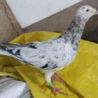 هفترنگ