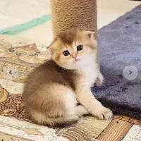 گربه خوشکل رایگان بدین