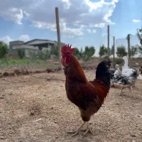 مرغ و خروس