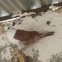 کفتر جفت گاه و پرشی