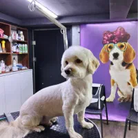 آموزش گرومینگ و اصلاح سگ و گربه