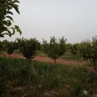 باغ شخصی زنجان ده کیلومتری با آب و درختان میوه