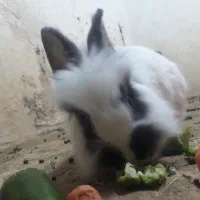 اسمش موگوله آنغورس موولده مااده هستش