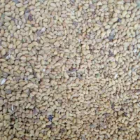 بذر یونجه ریشه تلخ