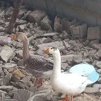 فدوش غاز