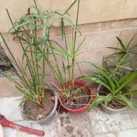 گل و گیاه طبیعی