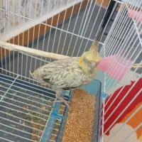 جوجه عروس هلندی