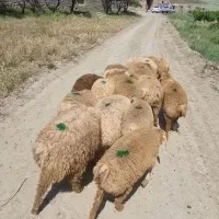 16 راس بره ماده