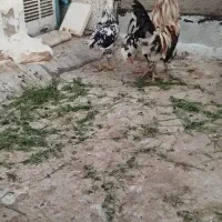 مرغ و خروس گلین