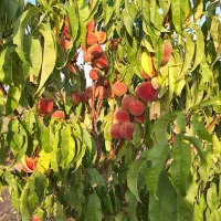 4000متر-باغ-7-ساله-قطره-ای-آب-برق-گاز