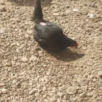 مرغ و خروس محلی اصل