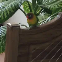 طوطی برزیلی نر نژاد فیشر