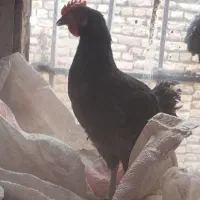 نیمچه ، جوجه گلپایگان محلی