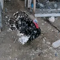 بوقلمون و قاز