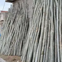 فروش هاچه