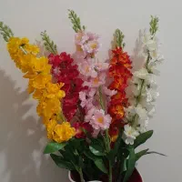 گل خارجی شاخه ۱۵۰