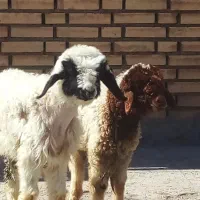 بره|حیوانات مزرعه|اهواز, امانیه|دیوار