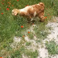 دوعدد بزغاله