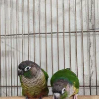 پرنده گرینچیک