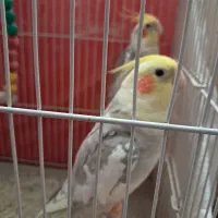 جفت عروس هلندی