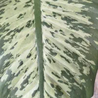 بلال درجه یک