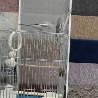 جفت عروس هلندی رام و اهلی