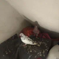کفتر مسابقه ای