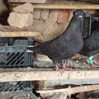 سوسنگرد|پرنده|سوسنگرد, |دیوار
