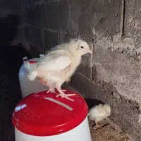 جوجه راس۳۰۸