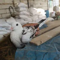 کفتر کبوتر