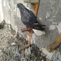 دم‌سفید‌وطوقی‌هفرنگ