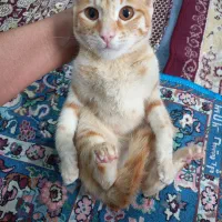 گربه|گربه|گالیکش, |دیوار