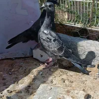 کفتر پلاکی و سرور معاوضه با سینه ای یا دم سفید