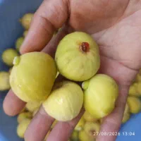 انجیر زرد شیرین
