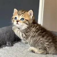 گربه اسکاتیش صورت خرسی عروسکی خوشگل ترین
