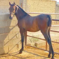 فروش کره مادیان ترکی