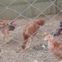 جوجه لاری