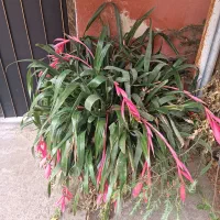 گیاه بیلبرژیا