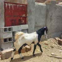 پازن پاکستانی گلابی